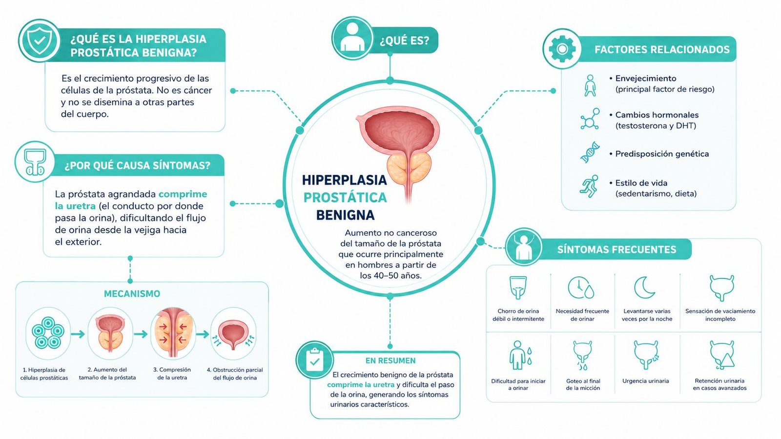 Infografía educativa que explica las causas, factores de riesgo y síntomas frecuentes de la hiperplasia prostática benigna.