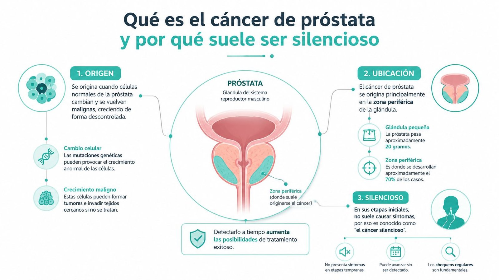 Infografía sobre el cáncer de próstata que explica su origen, ubicación y por qué es una enfermedad silenciosa.